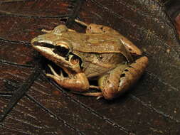 Image of Leptodactylus longirostris Boulenger 1882