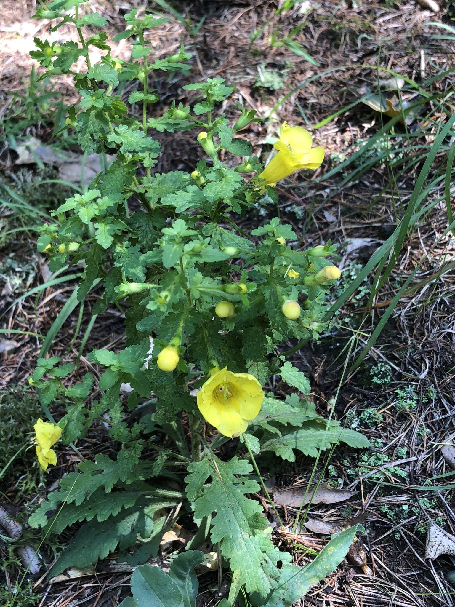 Aureolaria pedicularia (L.) Raf. ex Pennell resmi