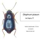 صورة Olophrum piceum (Gyllenhal 1810)