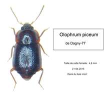 Image of Olophrum piceum (Gyllenhal 1810)