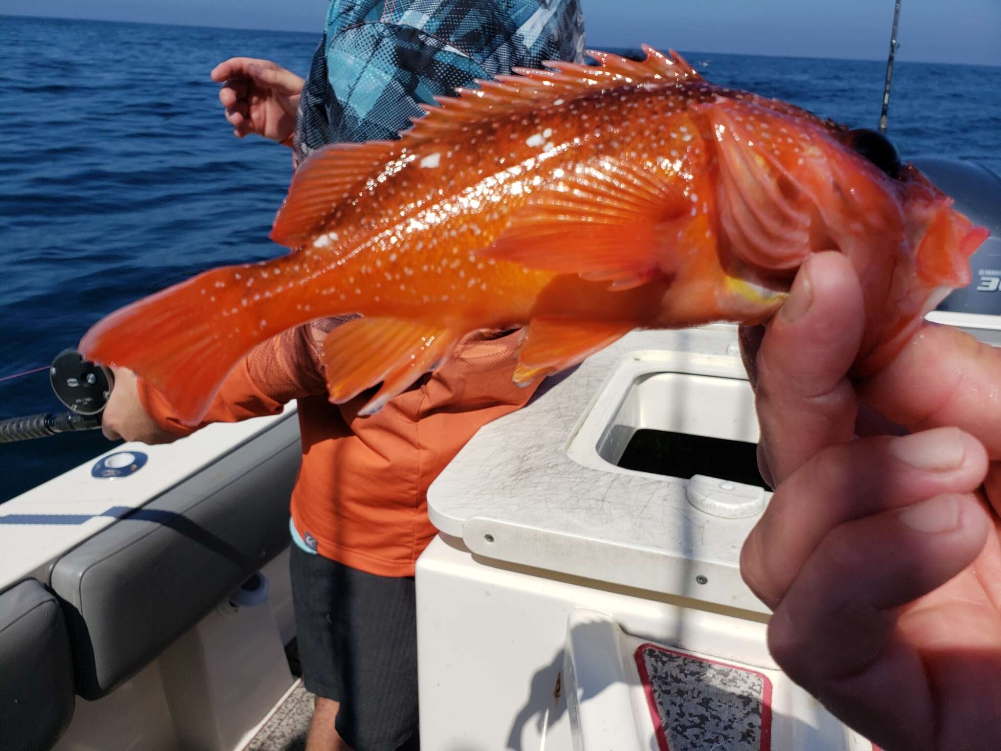 Image of Rosy rockfish