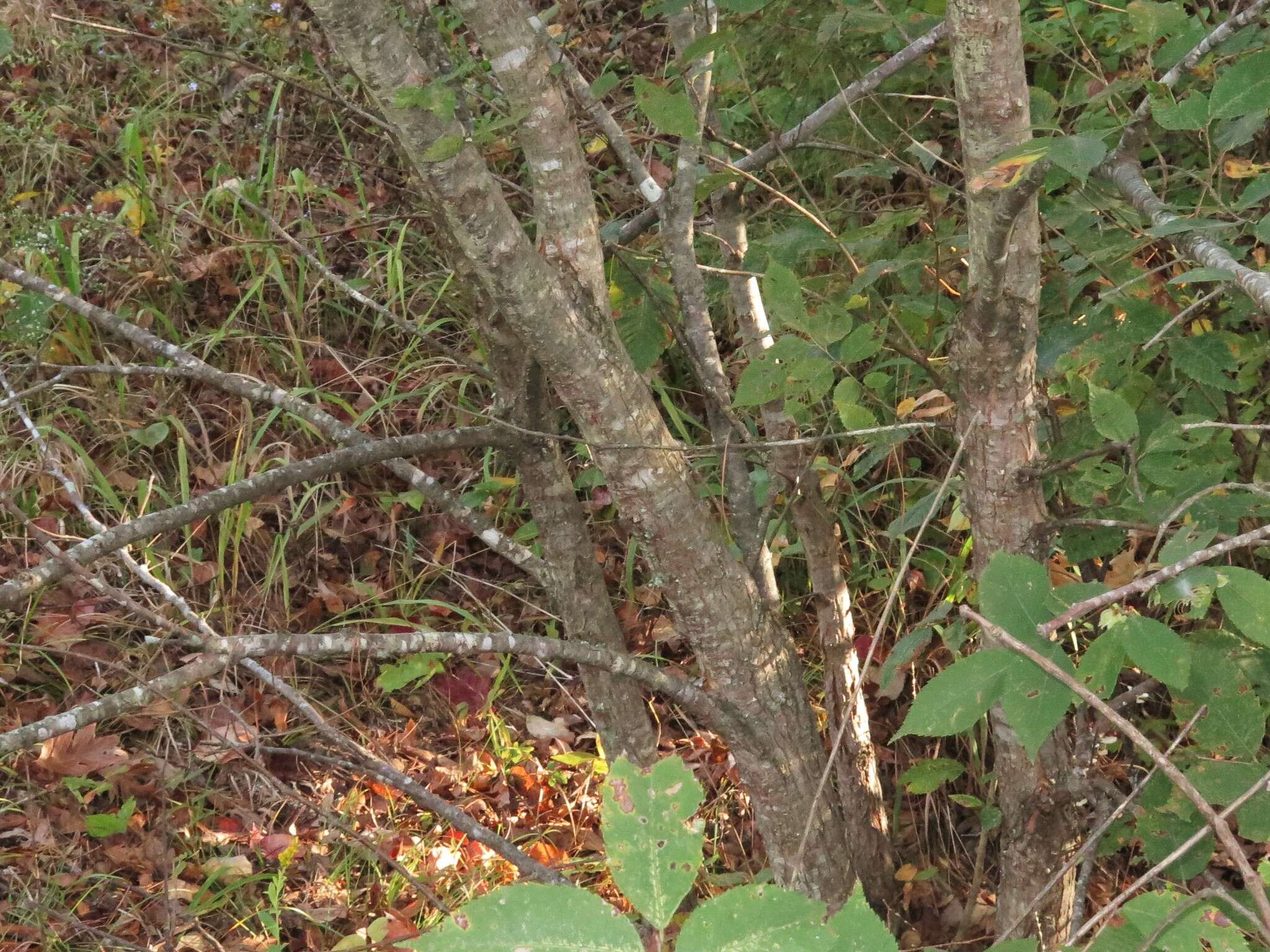 Image of September elm