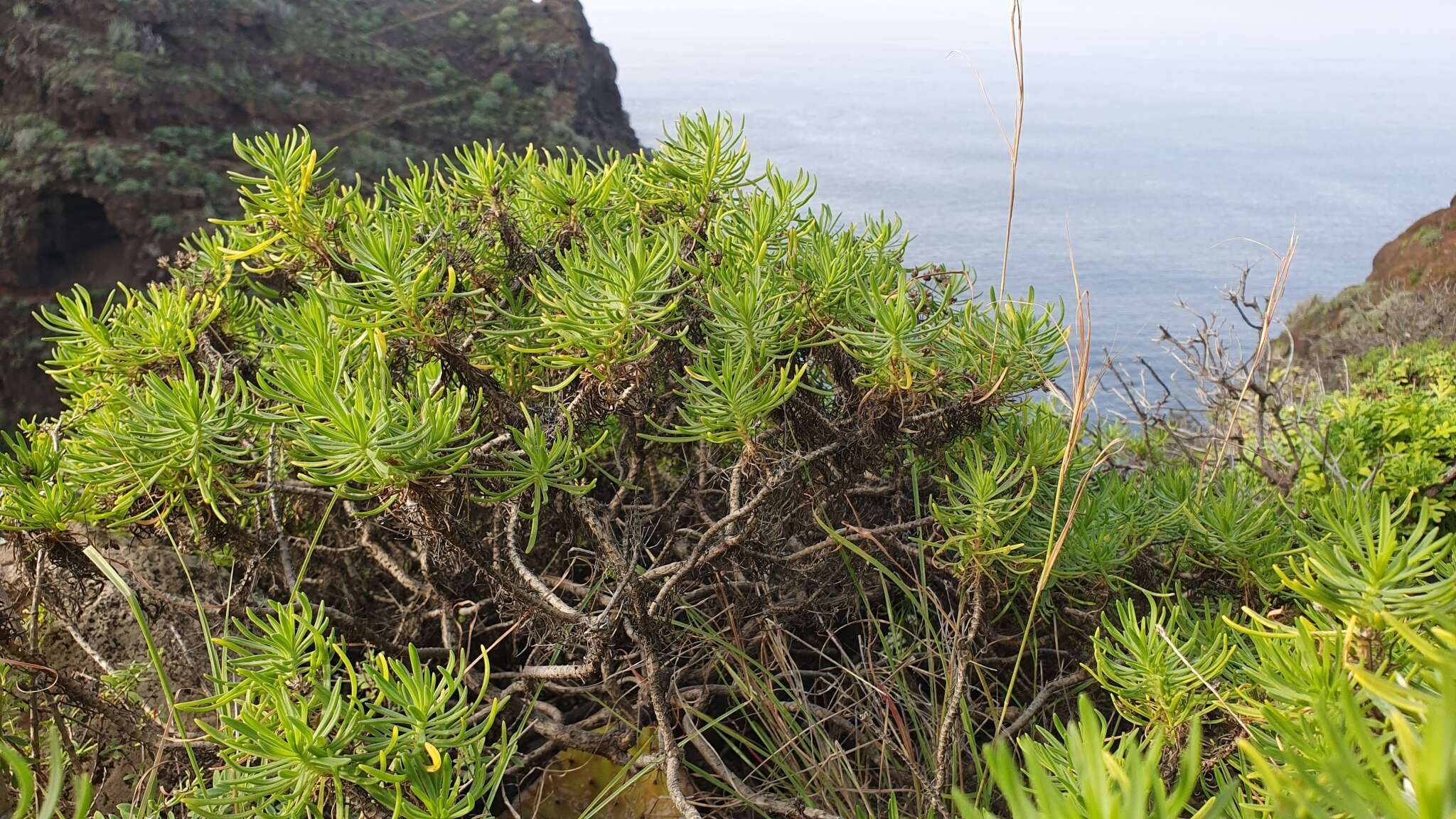 Plantago arborescens Poir. resmi