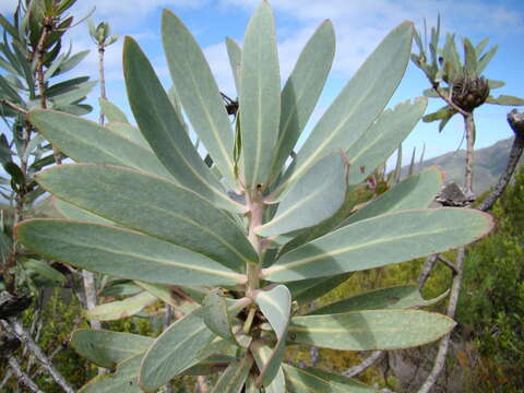 Image of Wagon tree