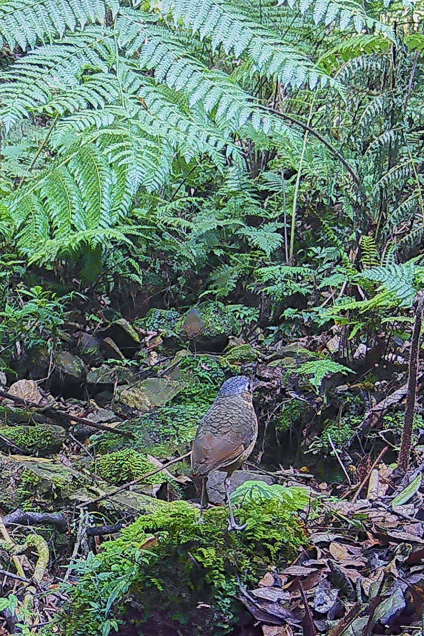 Image of Scaled Antpitta