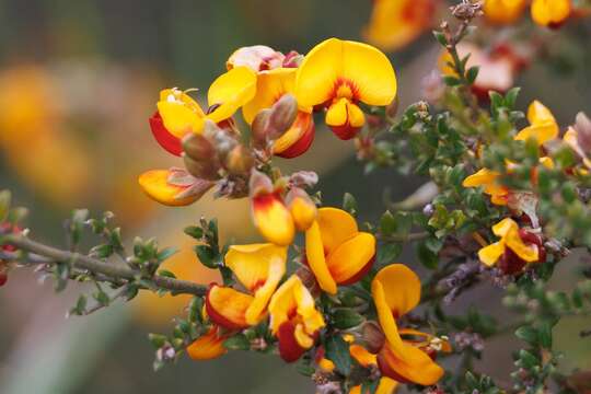 Plancia ëd Mirbelia oxylobioides F. Muell.