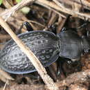 Image of Carabus (Procrustes) chevrolati Cristoforis & Jan 1837