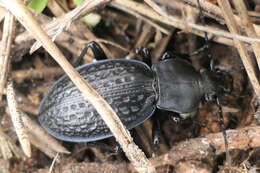 Image of Carabus (Procrustes) chevrolati Cristoforis & Jan 1837