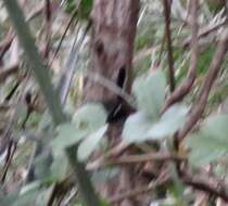 Image of Black-bellied Antwren