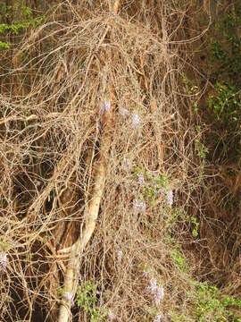 Image of Chinese wisteria