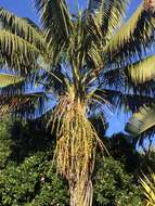 Image of Kentia Palm