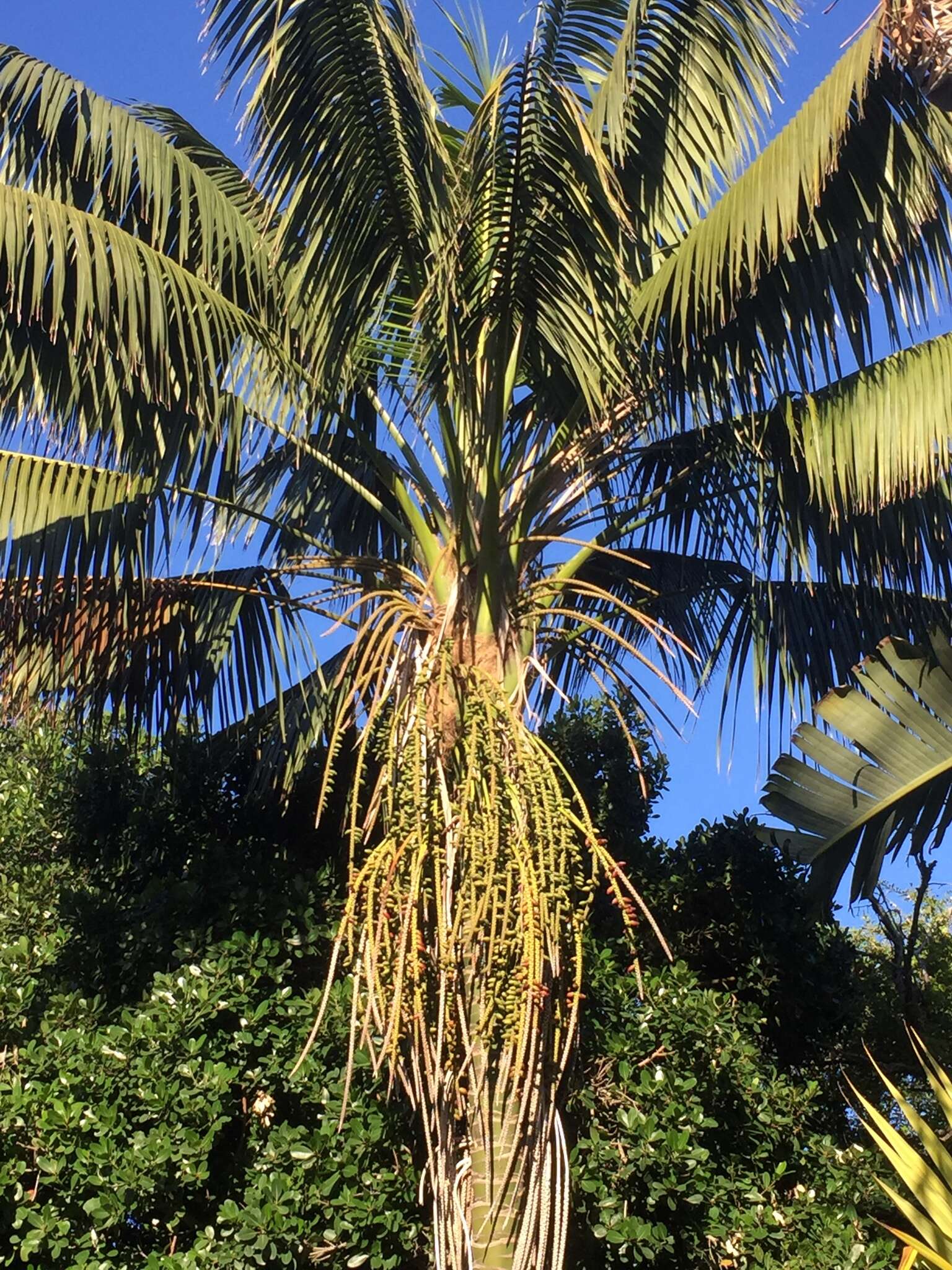 Image de Howea forsteriana (F. Muell.) Becc.