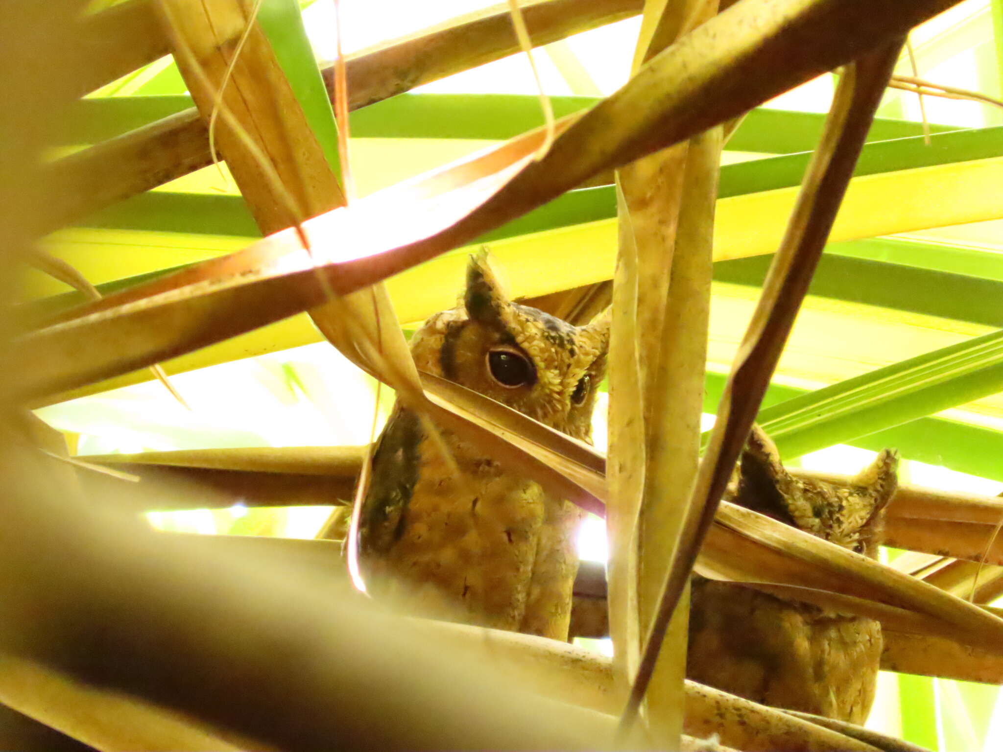 Image of Sunda Scops Owl