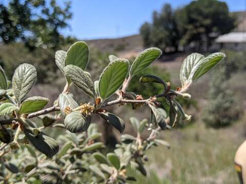 Image of Catalina Island mountain mahogany