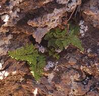 Image de Oeosporangium guanchicum (Bolle) Fraser-Jenk. & Pariyar