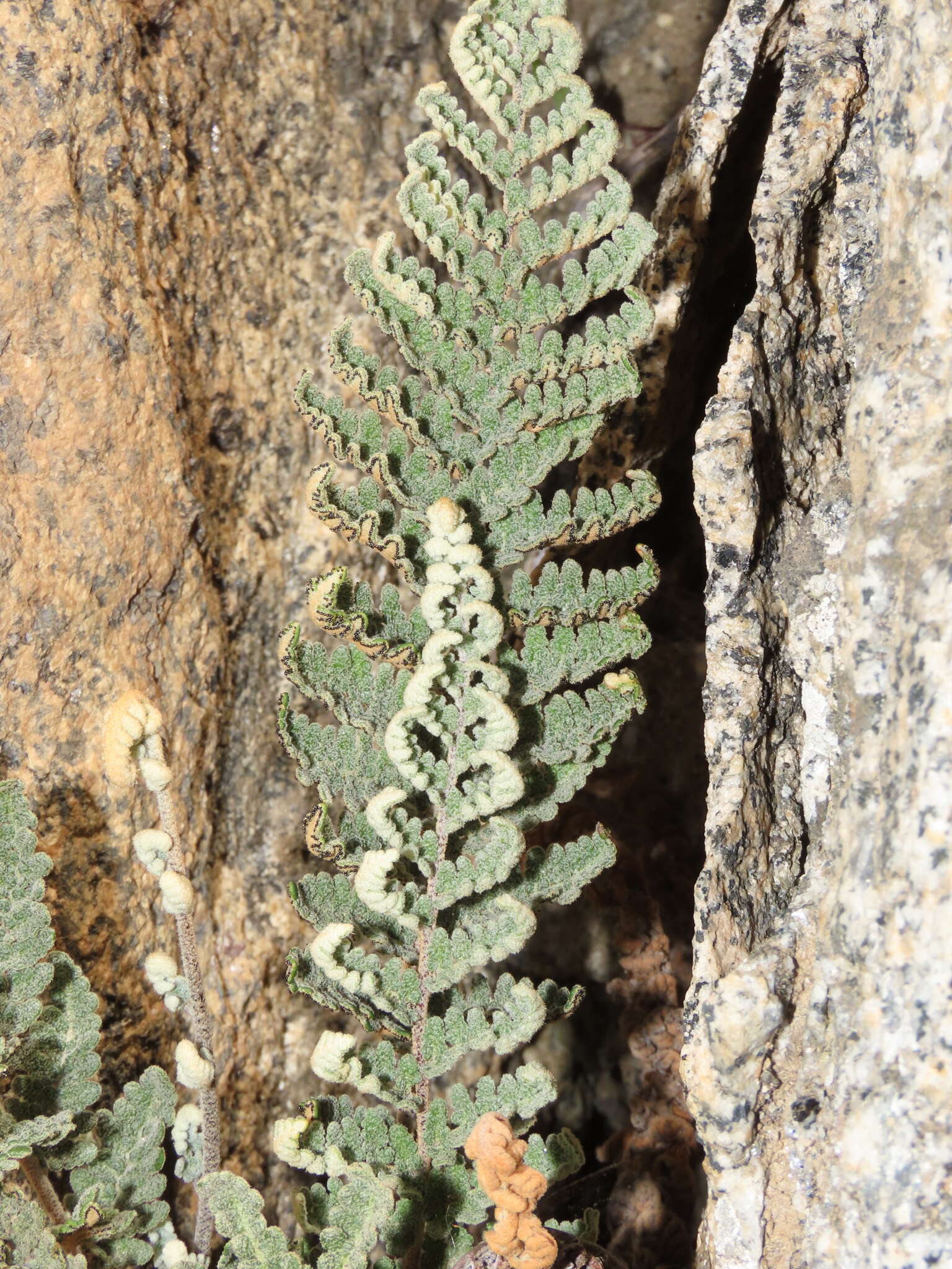 Image of Notholaena mollis Kunze