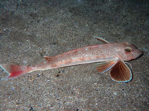 Image of Long-finned Gurnard