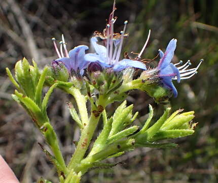 Plancia ëd Lobostemon paniculatus (Thunb.) Buek