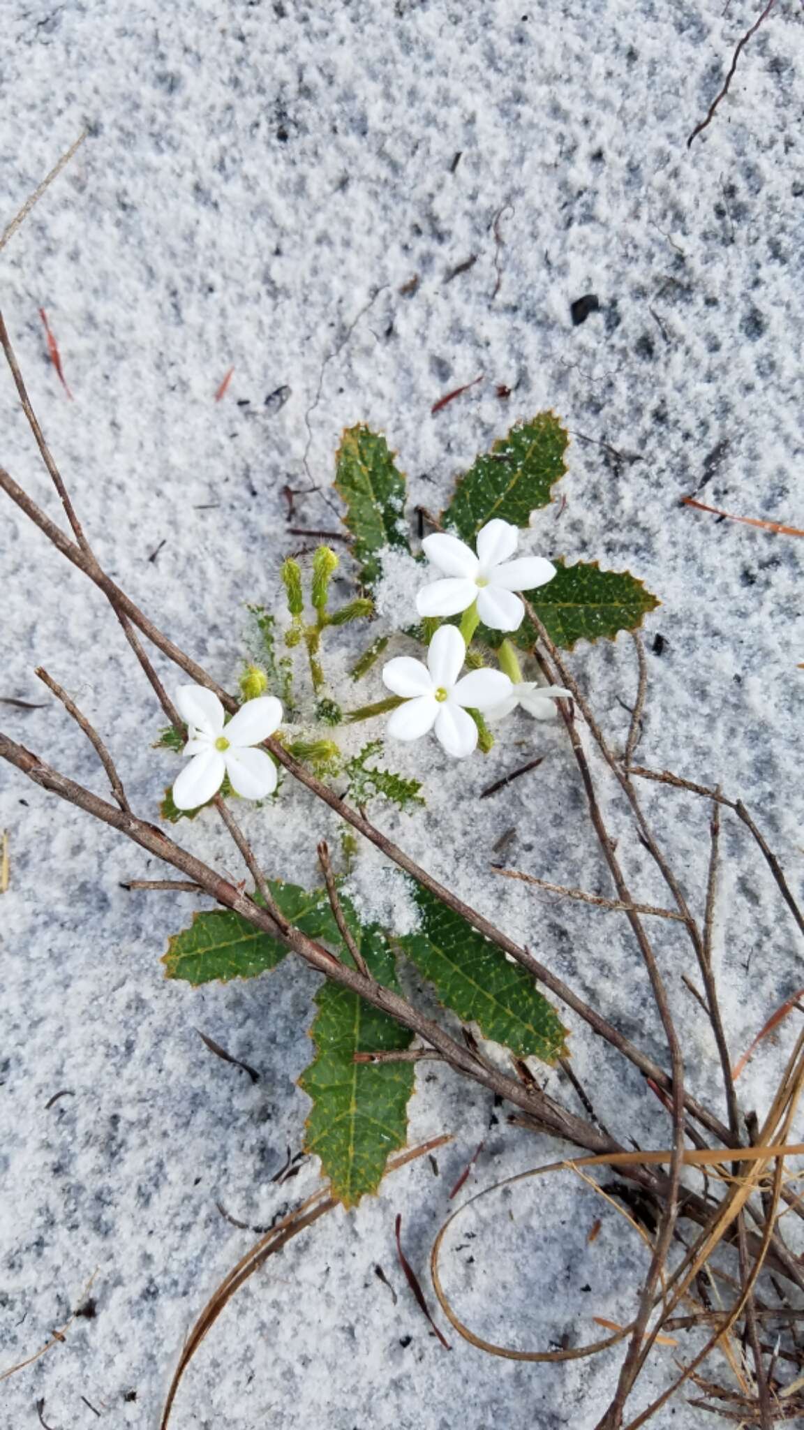 Imagem de Cnidoscolus urens var. stimulosus (Michx.) Govaerts