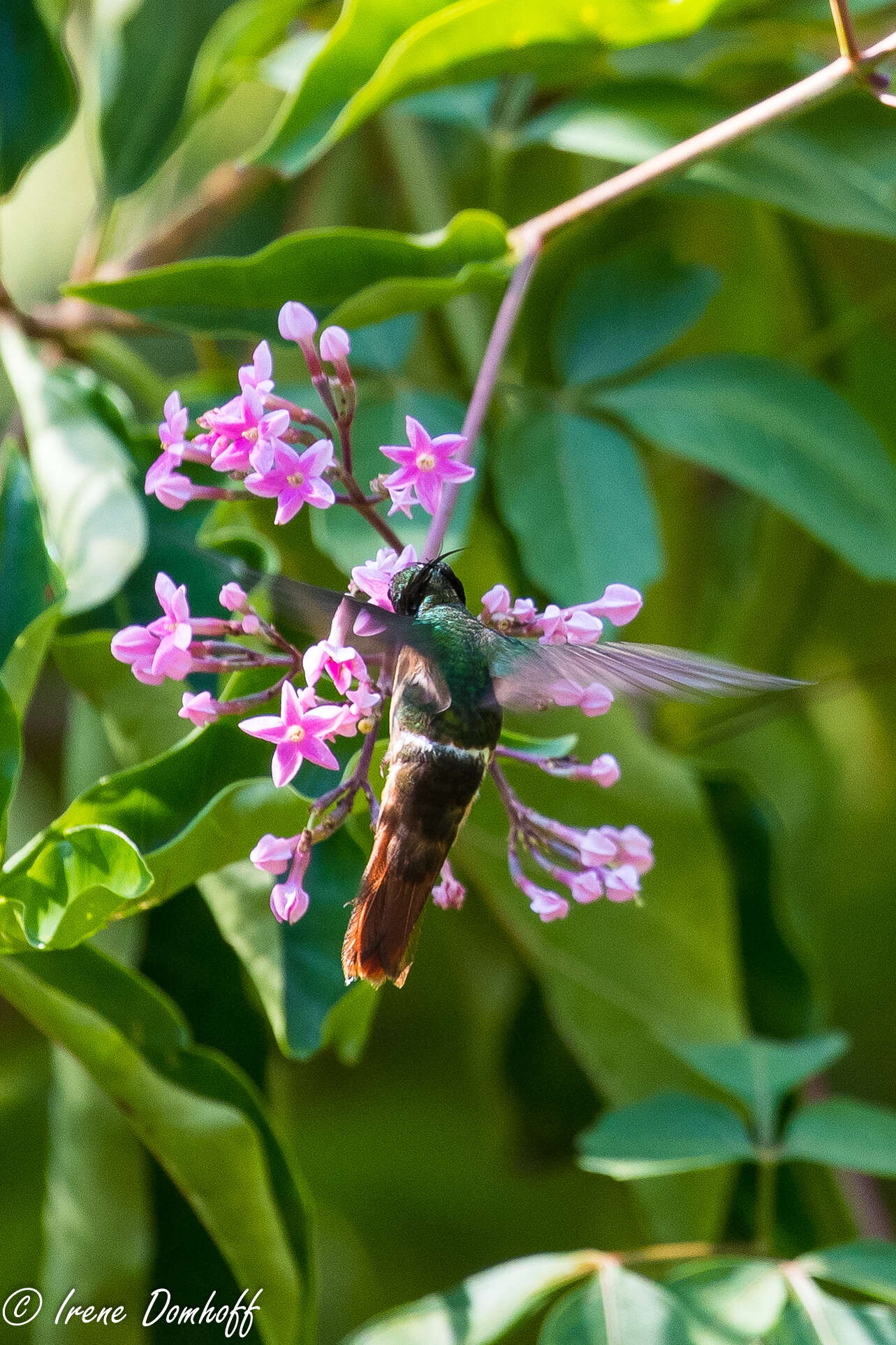 Image of White-crested Coquette