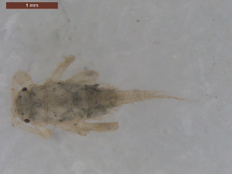 Image of <i>Tricorythodes</i>