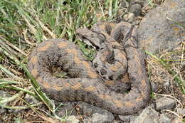 Image of Armenian Viper