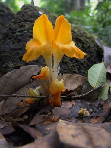 Image de Curcuma xanthella