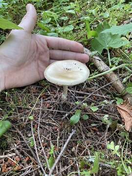 Слика од Amanita breckonii Thiers & Ammirati 1982