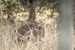 Image of Odocoileus virginianus couesi (Coues & Yarrow 1875)