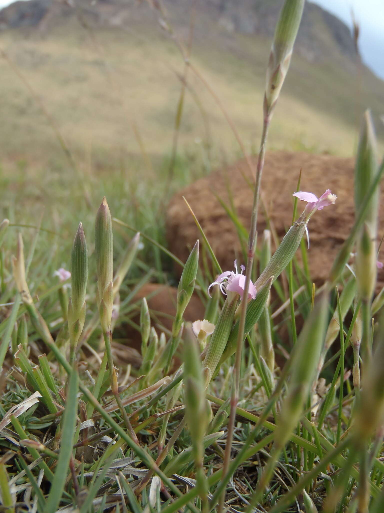 صورة Dianthus micropetalus Ser.