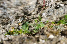 Plancia ëd Saxifraga cernua L.