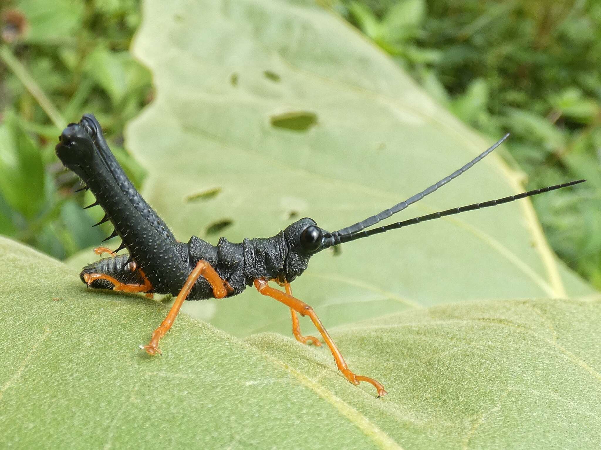 Piezops ensicornis (Stål 1878)的圖片