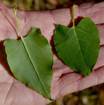 Image of Muehlenbeckia zippelii (Meisn.) Danser