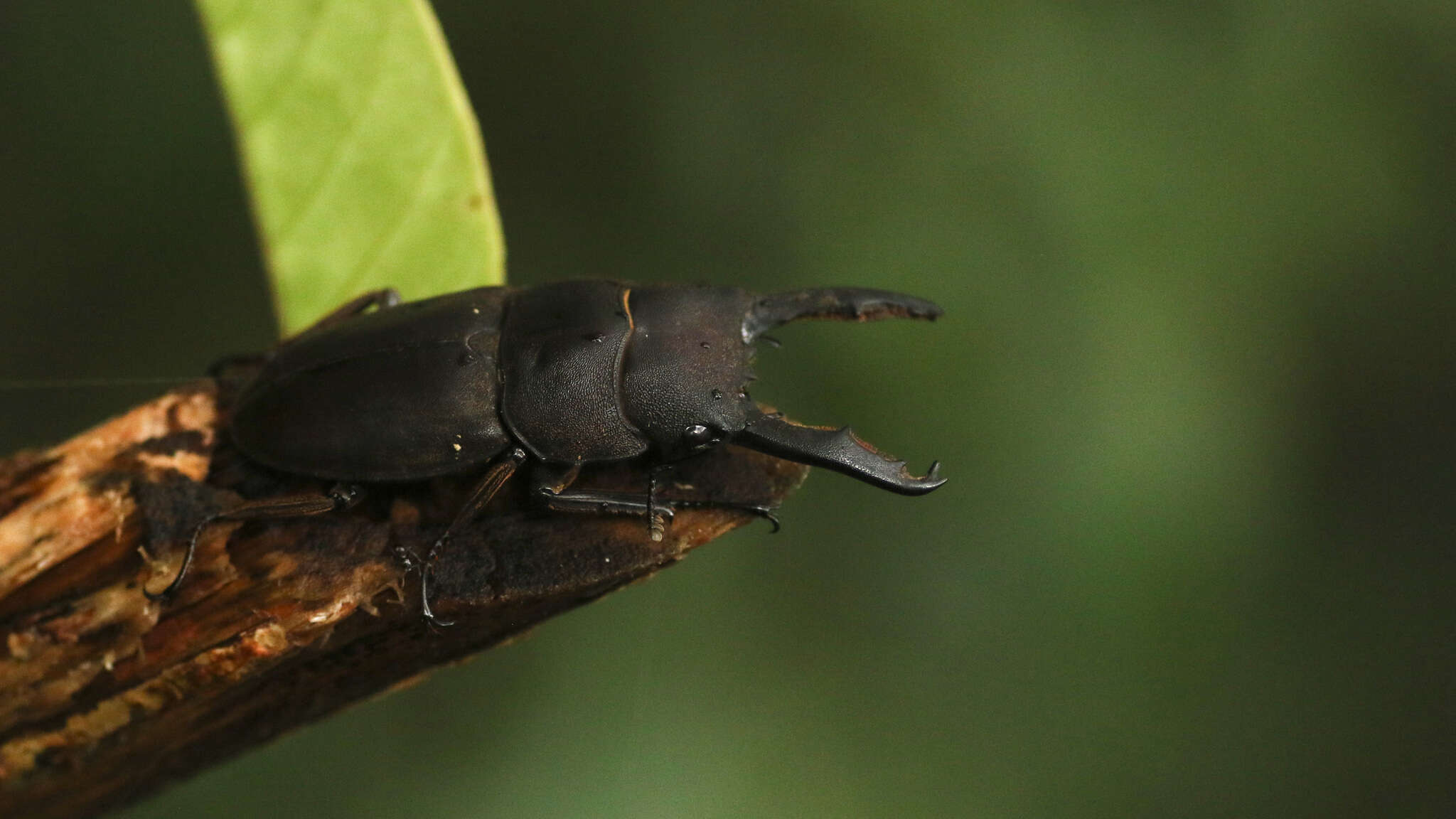 Image of Serrognathus (Lasiodorcus) taurus subtaurus Maes 1992