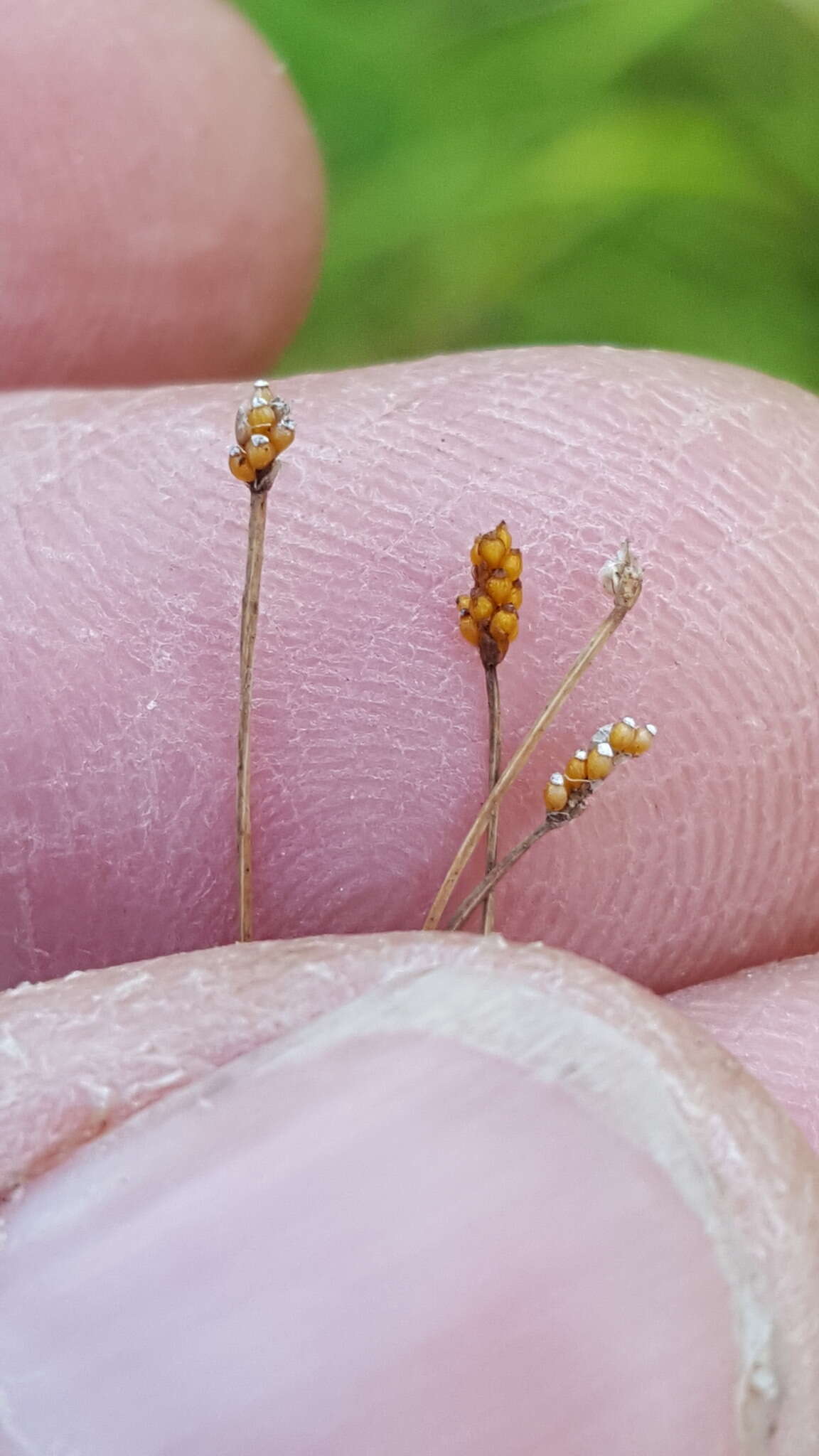 صورة Eleocharis nitida Fernald