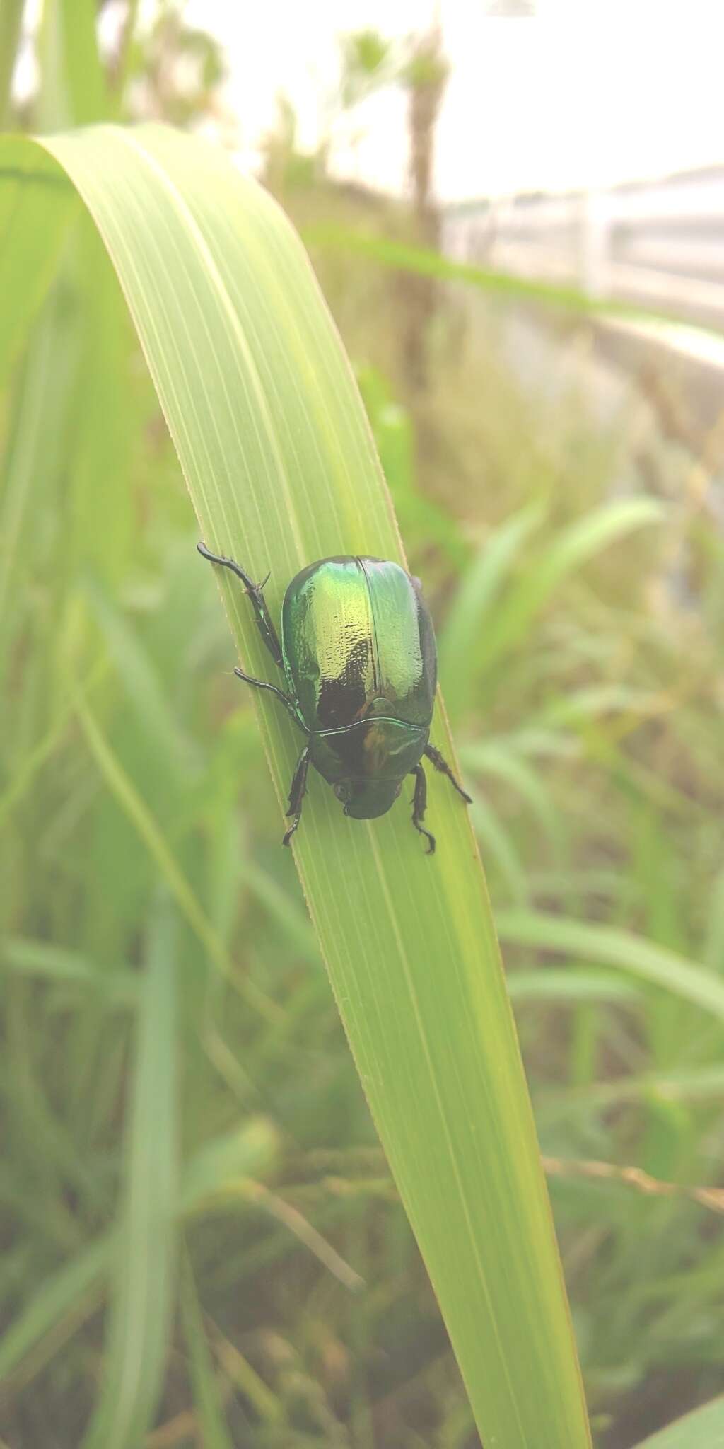 Mimela splendens (Gyllenhal 1817) resmi