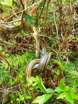 Image of Japanese striped snake