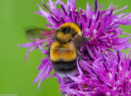 Image of Bombus sporadicus Nylander 1848