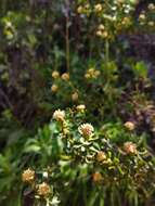 Imagem de Baccharis rhomboidalis Remy