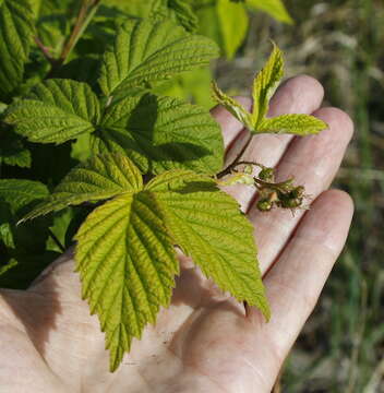 Image of Rubus sachalinensis H. Lév.