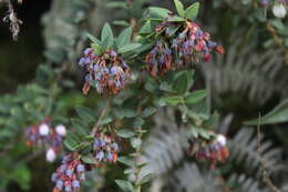 Image of Andean blueberry