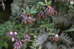 Слика од Vaccinium floribundum Kunth