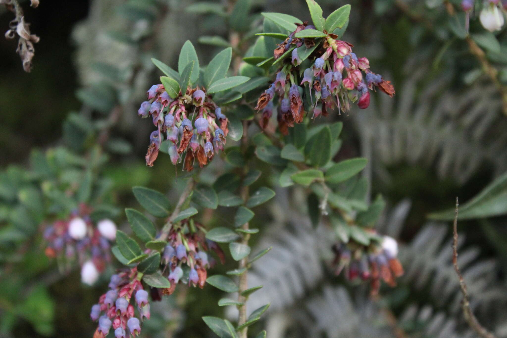 Слика од Vaccinium floribundum Kunth