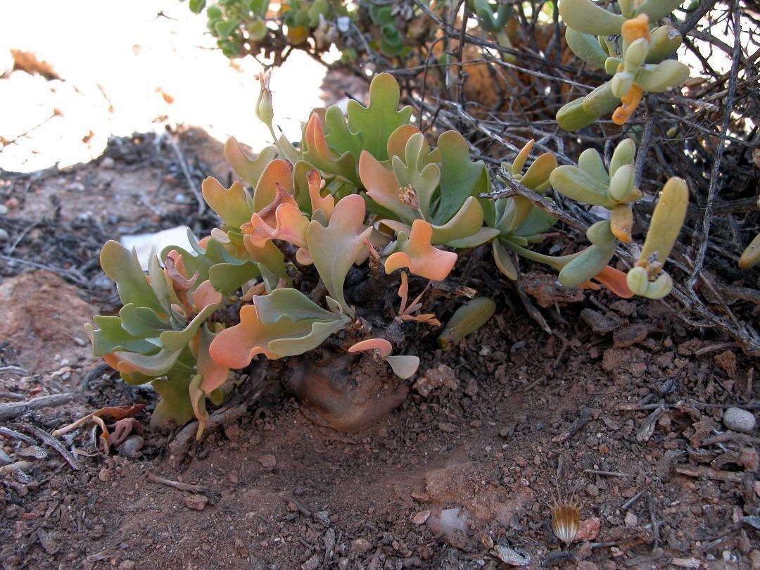 Image of Othonna quercifolia DC.