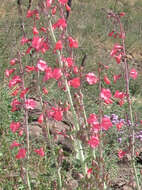 Image of Wright's beardtongue