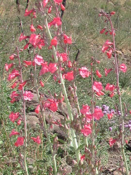 Image of Wright's beardtongue