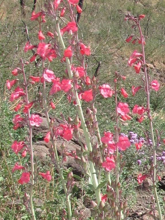 Слика од Penstemon wrightii Hook.