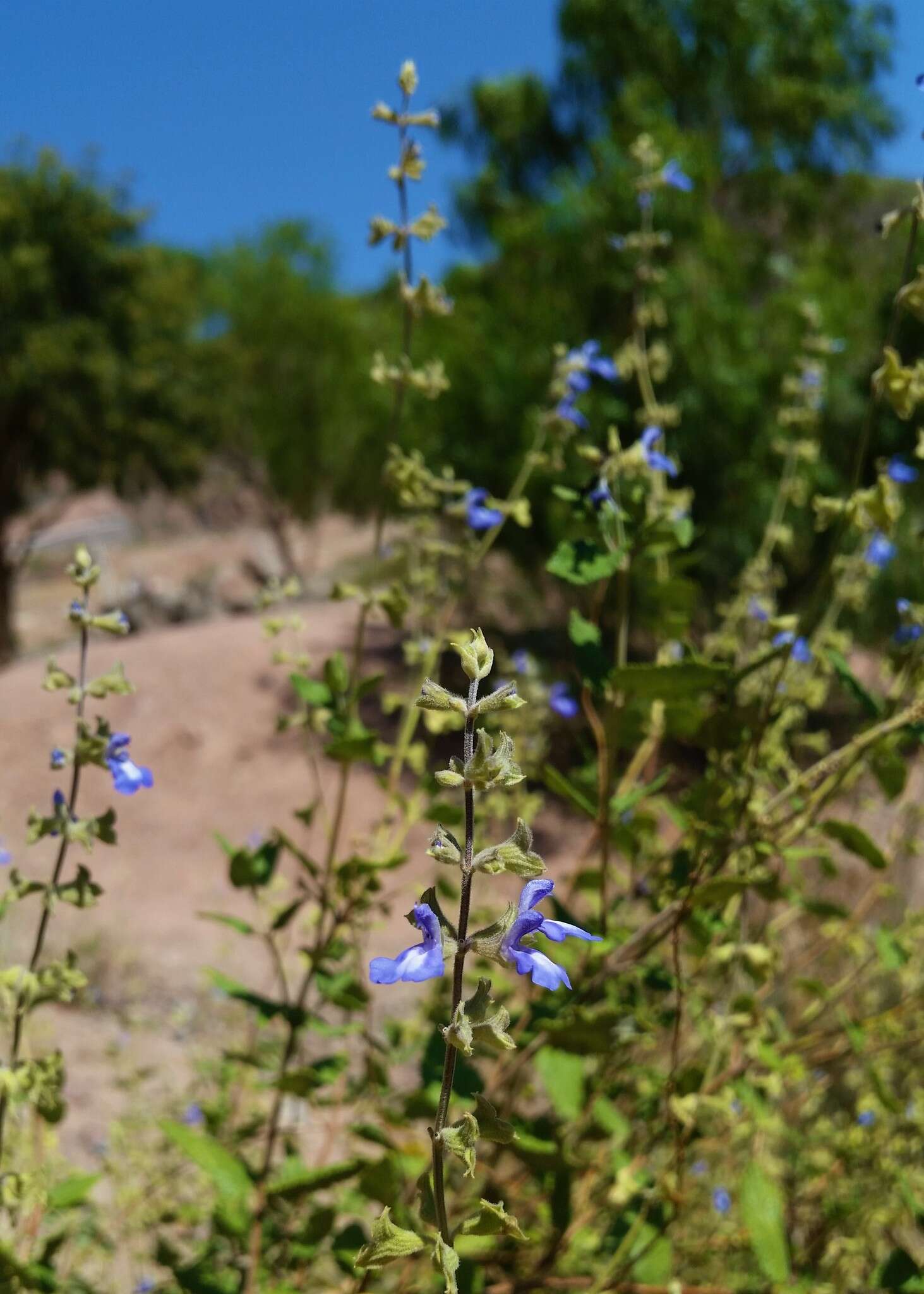 Imagem de Salvia cuspidata Ruiz & Pav.