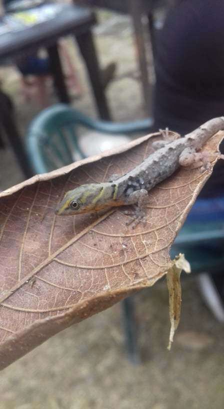 Image of Shieldhead Gecko