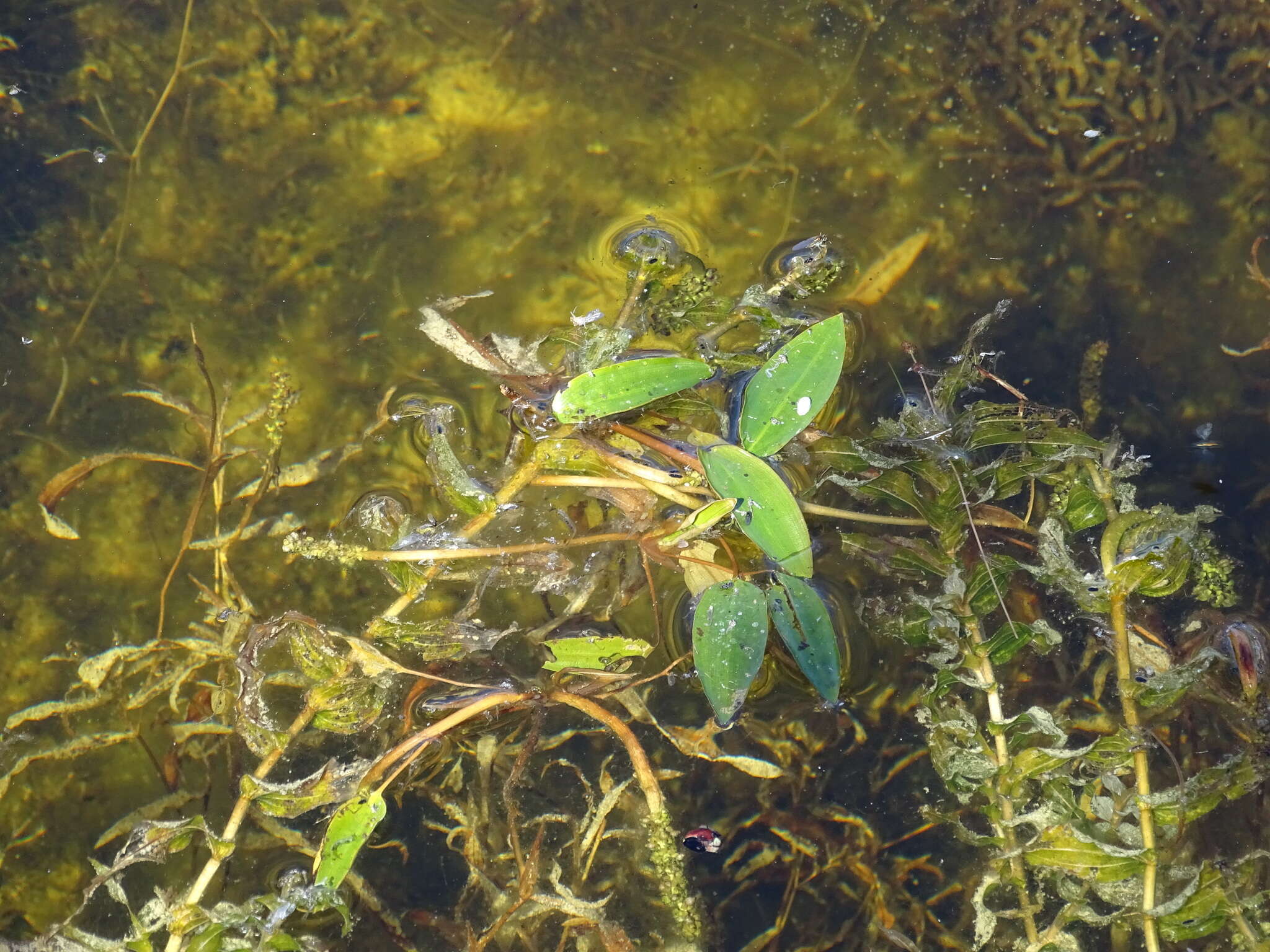 Image of alpine pondweed